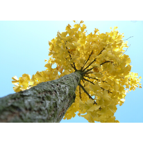SAFLAX Geschenk Set - Ginkgo - Ginkgo - 4 Samen 2