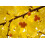 SAFLAX Geschenk Set - Ginkgo - Ginkgo - 4 Samen 4