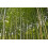 SAFLAX Geschenk Set - Riesenbambus - Phyllostachys - 20 Samen 4