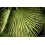 SAFLAX Geschenk Set - Hanfpalme - Chamaerops - 10 Samen 5