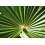 SAFLAX Geschenk Set - Hanfpalme - Chamaerops - 10 Samen 4