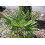 SAFLAX Geschenk Set - Hanfpalme - Chamaerops - 10 Samen 3