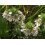 SAFLAX Geschenk Set - Augentrost - Euphrasia - 200 Samen 3