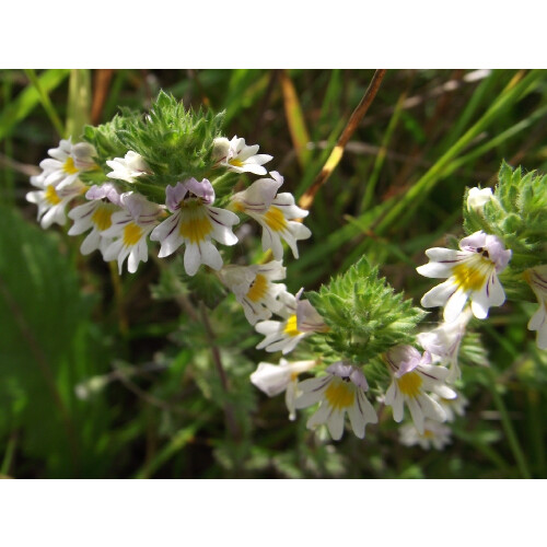 SAFLAX Geschenk Set - Augentrost - Euphrasia - 200 Samen 2
