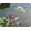 SAFLAX Geschenk Set - Baldrian - Valeriana - 200 Samen 3