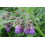 SAFLAX Geschenk Set - Beinwell - Symphytum - 15 Samen 4