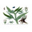 SAFLAX Geschenk Set - Beinwell - Symphytum - 15 Samen 6