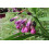 SAFLAX Geschenk Set - Beinwell - Symphytum - 15 Samen 3