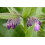 SAFLAX Geschenk Set - Beinwell - Symphytum - 15 Samen 5