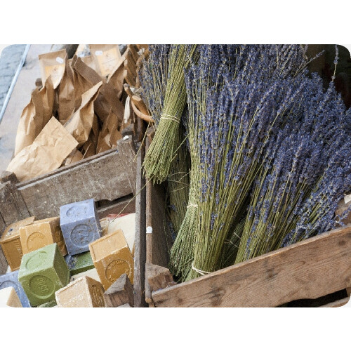 SAFLAX Geschenk Set - Lavendel - Lavandula - 150 Samen 2