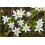 SAFLAX Geschenk Set - Edelweiss - Leontopodium - 500 Samen 3