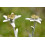 SAFLAX Geschenk Set - Edelweiss - Leontopodium - 500 Samen 4