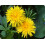 SAFLAX Geschenk Set - Löwenzahn - Taraxacum - 200 Samen 3