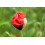 SAFLAX Geschenk Set - Klatschmohn - Papaver - 27000 Samen 5