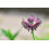 SAFLAX Geschenk Set - Klatschmohn - Papaver - 27000 Samen 7