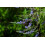 SAFLAX Geschenk Set - Mönchspfeffer - Vitex - 30 Samen 7