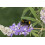 SAFLAX Geschenk Set - Mönchspfeffer - Vitex - 30 Samen 5