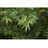 SAFLAX Geschenk Set - Mönchspfeffer - Vitex - 30 Samen 6