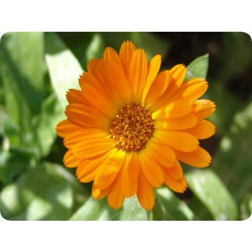 SAFLAX Geschenk Set - Ringelblume - Calendula - 50 Samen 2