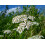 SAFLAX Geschenk Set - Schafgarbe - Achillea - 200 Samen 3