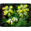 SAFLAX Geschenk Set - Schlüsselblume - Primula - 100 Samen 3