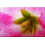 SAFLAX Geschenk Set - Stockrosen - Alcea - 100 Samen 3