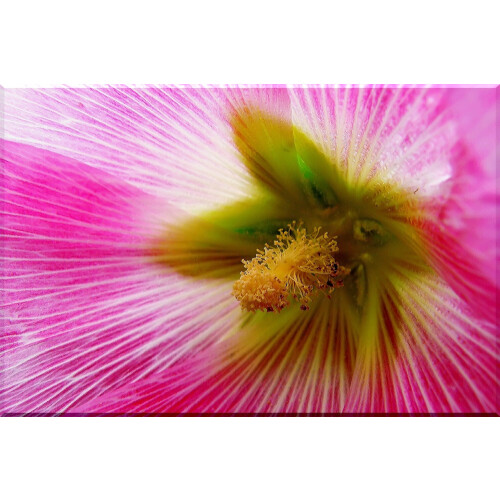SAFLAX Geschenk Set - Stockrosen - Alcea - 100 Samen 2