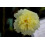 SAFLAX Geschenk Set - Stockrosen - Alcea - 100 Samen 6