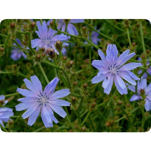 SAFLAX Geschenk Set - Wegwarte - Cichorium - 250 Samen 2