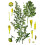 SAFLAX Geschenk Set - Wermut - Artemisia - 500 Samen 4