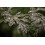 SAFLAX Geschenk Set - Wermut - Artemisia - 500 Samen 7
