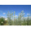 SAFLAX Geschenk Set - Wermut - Artemisia - 500 Samen 6