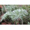 SAFLAX Geschenk Set - Wermut - Artemisia - 500 Samen 5