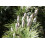 SAFLAX Geschenk Set - Himalaya Zeder - Cedrus - 35 Samen 6