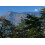 SAFLAX Geschenk Set - Himalaya Zeder - Cedrus - 35 Samen 5