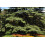 SAFLAX Geschenk Set - Himalaya Zeder - Cedrus - 35 Samen 3