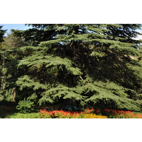 SAFLAX Geschenk Set - Himalaya Zeder - Cedrus - 35 Samen 2