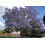 SAFLAX Geschenk Set - Jacaranda - Jacaranda - 50 Samen 4