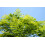 SAFLAX Geschenk Set - Jacaranda - Jacaranda - 50 Samen 3