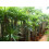 SAFLAX Geschenk Set - Madagascarpalme - Pachypodium - 10 Samen 5