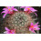 SAFLAX Geschenk Set - Mammilaria - Mammilaria - 40 Samen 4