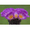 SAFLAX Geschenk Set - Mammilaria - Mammilaria - 40 Samen 8