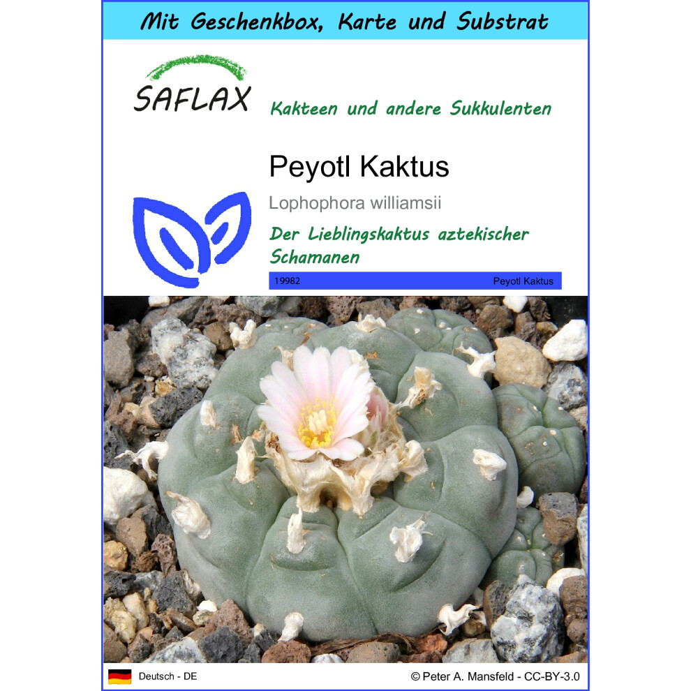 SAFLAX - Gift Set - Peyote - 20 seeds - With gift box, card, label and potting substrate - Lophophora williamsii