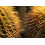 SAFLAX Geschenk Set - Schwiegermutterstuhl - Echinocactus - 40 Samen 4