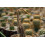 SAFLAX Geschenk Set - Seeigelkaktus - Echinopsis - 40 Samen 6