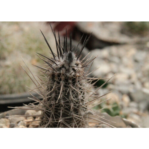 SAFLAX Geschenk Set - Seeigelkaktus - Echinopsis - 40 Samen 2