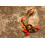 SAFLAX Geschenk Set - Korallenstrauch - Erythrina - 6 Samen 3