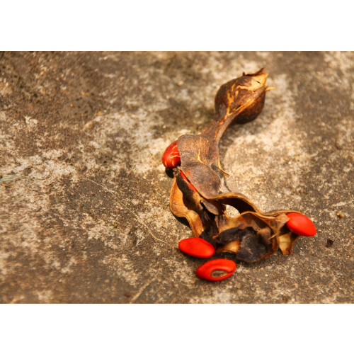 SAFLAX Geschenk Set - Korallenstrauch - Erythrina - 6 Samen 2