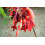 SAFLAX Geschenk Set - Korallenstrauch - Erythrina - 6 Samen 5