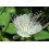 SAFLAX Geschenk Set - Kapernstrauch - Capparis - 25 Samen 7